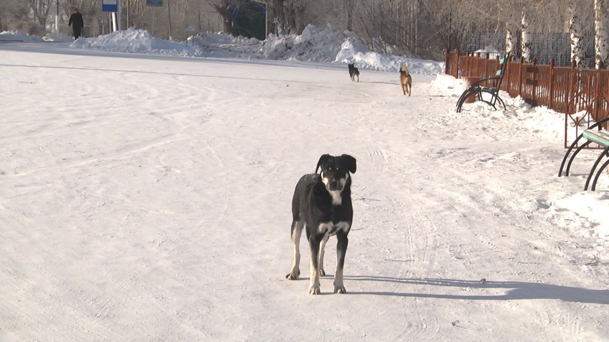 Бесхозные собаки и кошки теперь будут присмотром 4 «нянек»