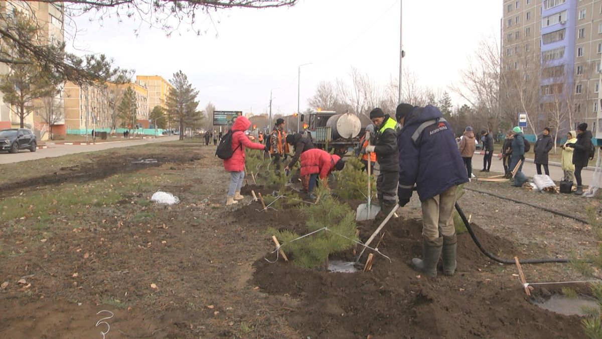 ДЕРЕВЬЯ РАСТУТ КОГДА ИХ ПОЛИВАЮТ