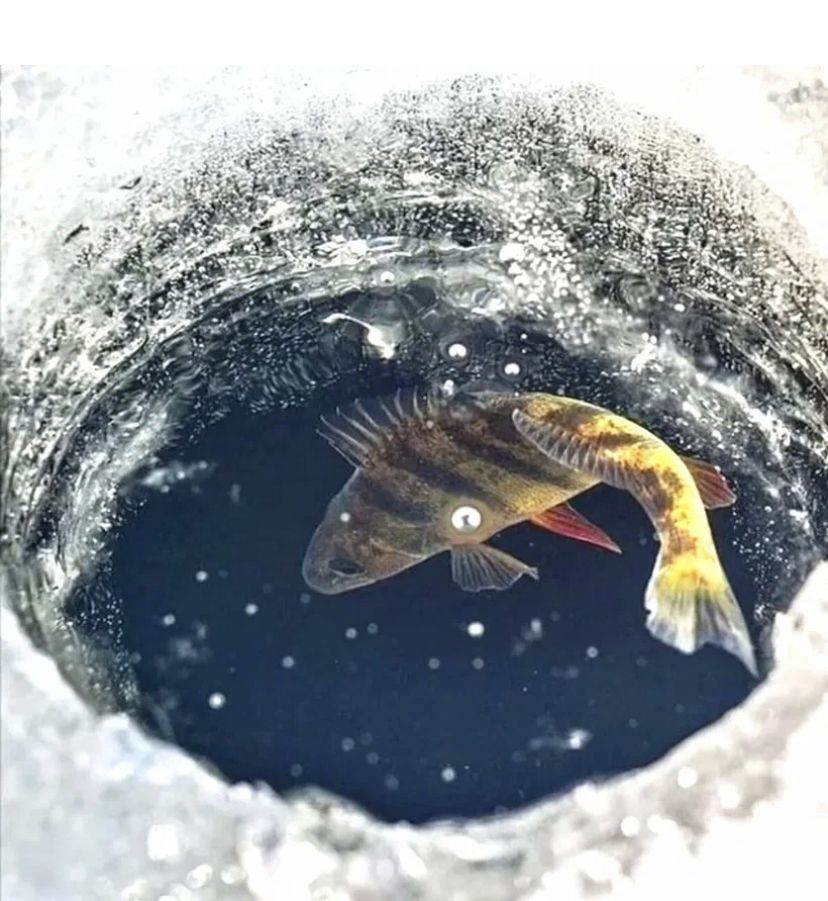 Прошёл юбилейный турнир «Золотая рыбка»