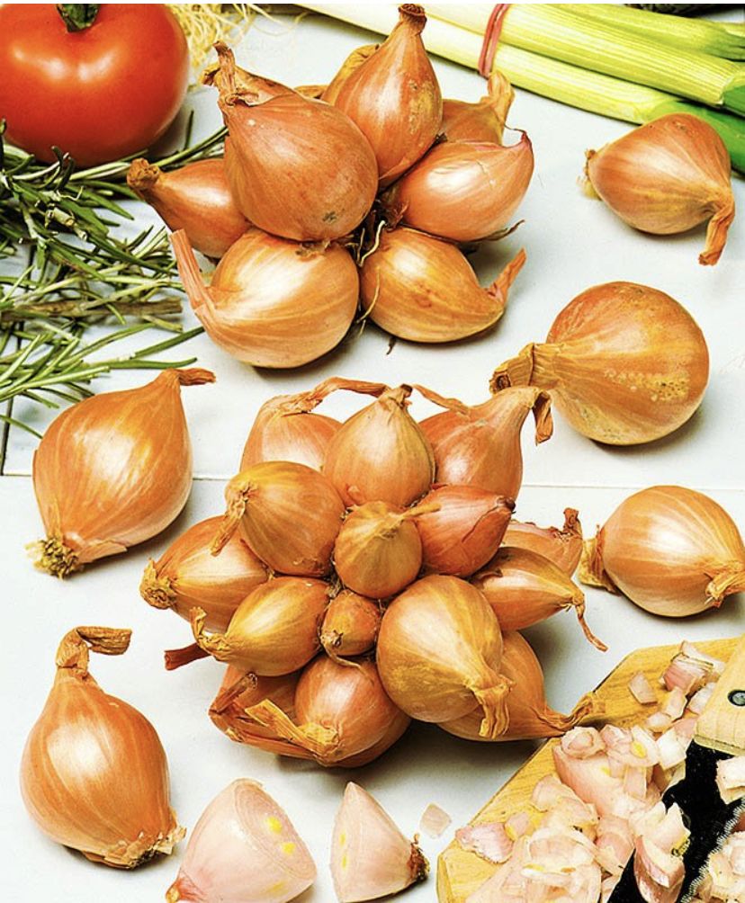 Предвидится ли исчезновение репчатого лука?