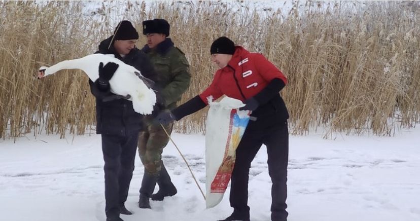 Спасение лебедей в Лисаковске