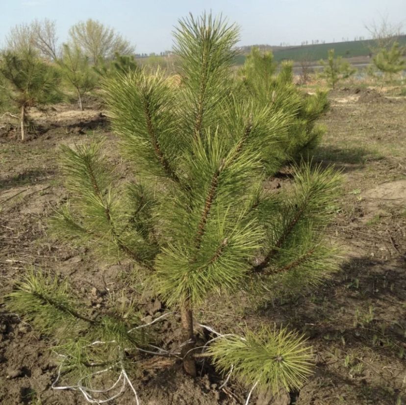 Озеленение территории Лисаковского технического колледжа