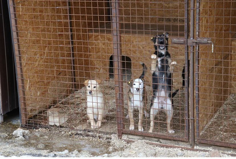 Приют «Хатико» открылся в Лисаковске