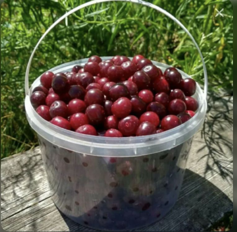 Скупщики вишни: ЗА и ПРОТИВ