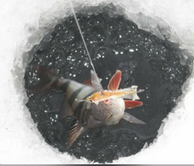 Итоги «Золотой рыбки-2022»