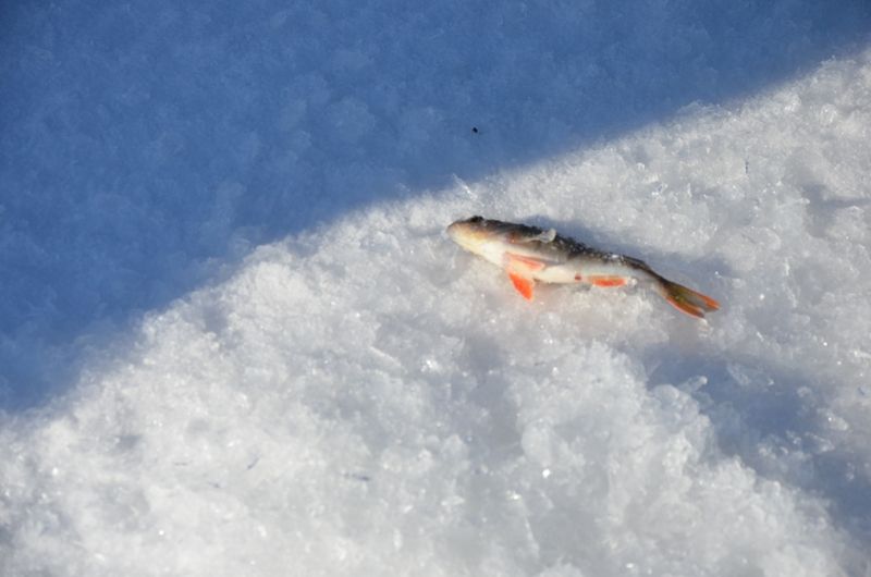 "Золотая рыбка" возвращается
